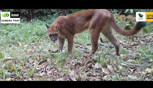 Onçafari registra mais de mil animais em câmeras de monitoramento no Legado das Águas