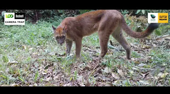 Onçafari registra mais de mil animais em câmeras de monitoramento no Legado das Águas