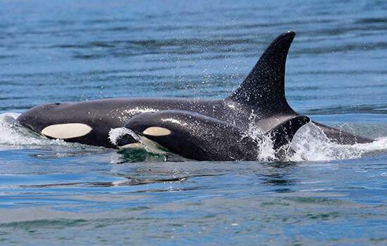 Orca carrega filhote morto há mais de duas semanas e preocupa cientistas
