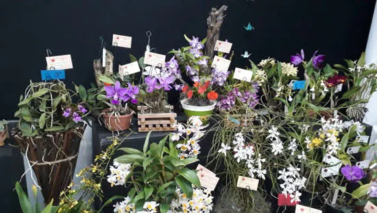 São Paulo recebe a maior exposição de Orquídeas do Estado