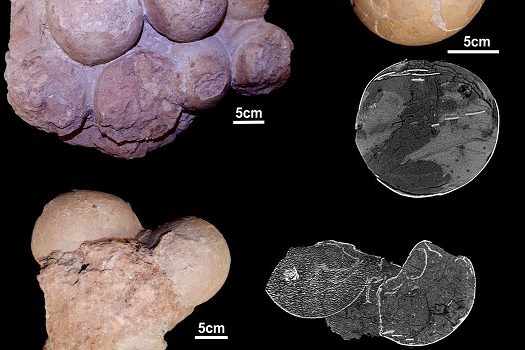 Fósseis brasileiros ajudam a entender como viviam os dinossauros