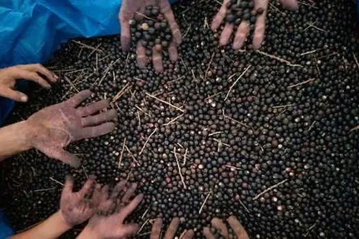 Fundação Florestal lança chamamento para compra sementes de palmeira-juçara