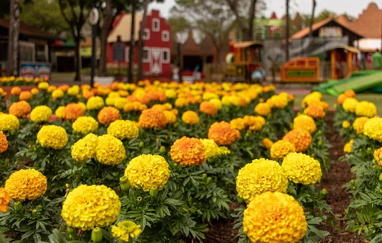 Expoflora dá as boas-vindas à Primavera com mais de 200 mil flores e plantas ornamentais