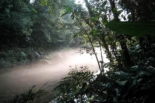 Parque das Neblinas é exemplo em Regeneração Natural Assistida