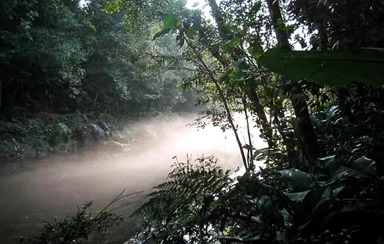 Parque das Neblinas é exemplo em Regeneração Natural Assistida