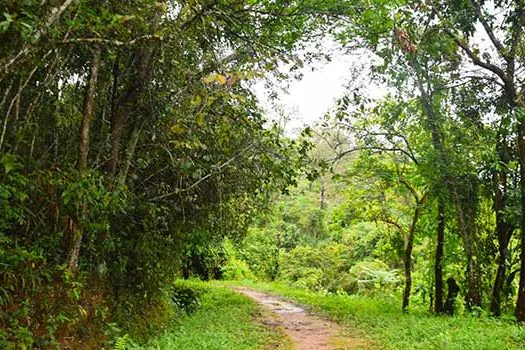 Parque de Nova Lima recebe o plantio de 300 árvores em comemoração aos 300 anos de MG