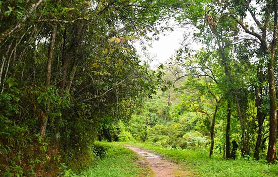 Parque de Nova Lima recebe o plantio de 300 árvores em comemoração aos 300 anos de MG