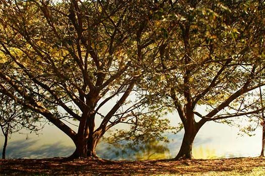 Santo André premia vencedores do 3º Concurso de Fotografia dos Parques