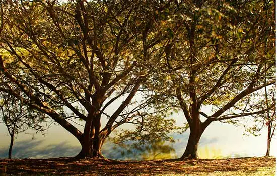 Santo André premia vencedores do 3º Concurso de Fotografia dos Parques