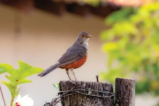 SP abriga ampla fauna silvestre