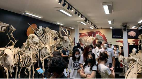 Visita ao Museu de Anatomia Veterinária da Faculdade de Medicina Veterinária e Zootecnia (FMVZ) da USP.