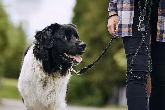 Governo de SP lança campanha “Passeio Responsável” com pets