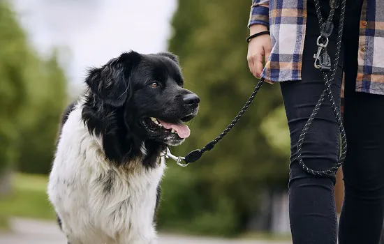 Governo de SP lança campanha “Passeio Responsável” com pets