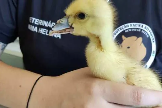 Filhote de pato é salvo por Equipe Ambiental de Ribeirão Pires com grave lesão no bico