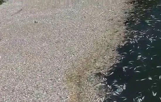 Amostras de água da Billings são colhidas para descobrir causa da morte de peixes