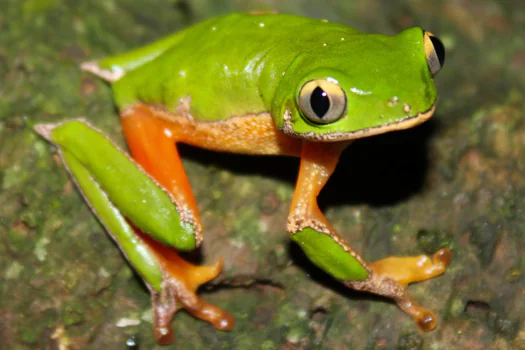 Pesquisadores redescobrem espécie de perereca considerada extinta