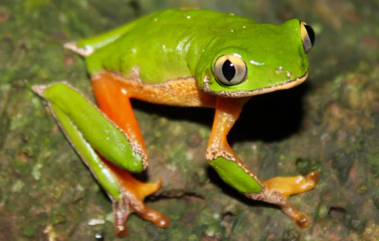 Pesquisadores redescobrem espécie de perereca considerada extinta