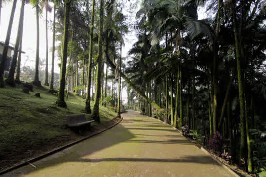 Ribeirão Pires planta árvores em homenagem às vítimas da Covid