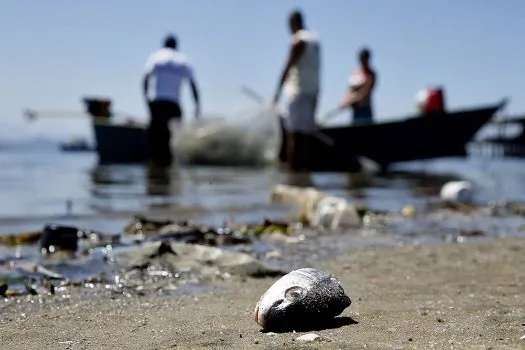 Fauna e flora aquáticas também sofrerão impacto das enchentes no RS