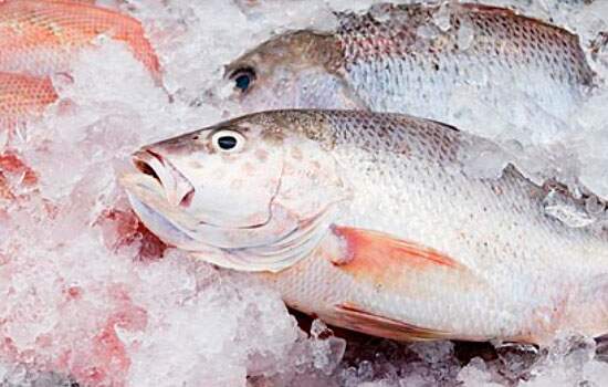 Segurança Alimentar orienta como escolher um bom peixe no feriado