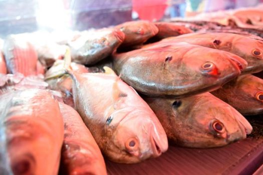 Diadema terá nove pontos de venda de pescados a partir de quarta-feira (05/04)