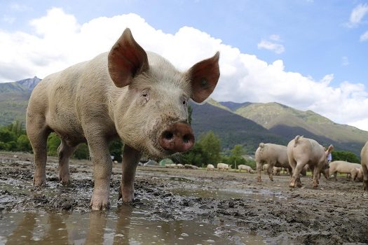 Ministros de Agricultura das Américas terão ação para combater Peste Suína Africana