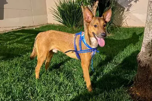 Circuito de corrida de rua “Etapa Center Norte” inaugura bateria de pets