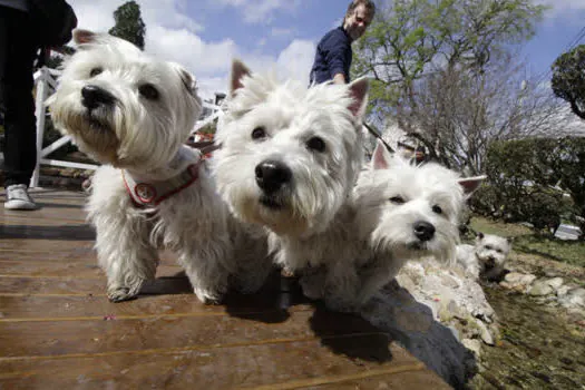 3º Pet´s Day Ribeirão Pires reúne famílias e animais de estimação