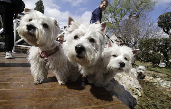 3º Pet´s Day Ribeirão Pires reúne famílias e animais de estimação