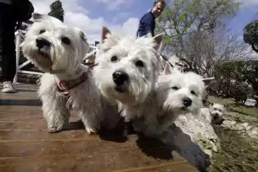 Governo de SP sanciona lei que cria Programa de Proteção a Animais Domésticos