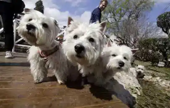 Governo de SP sanciona lei que cria Programa de Proteção a Animais Domésticos