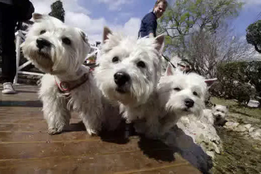 Como ajudar os pets a lidarem com a separação na volta ao trabalho presencial