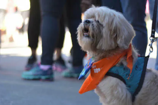 Ribeirão Pires terá feira de doação de animais no Pet´s Day