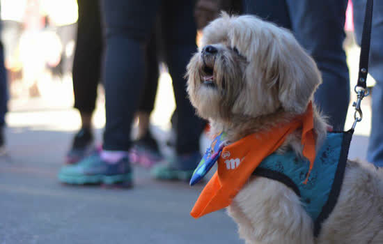 Ribeirão Pires terá feira de doação de animais no Pet´s Day