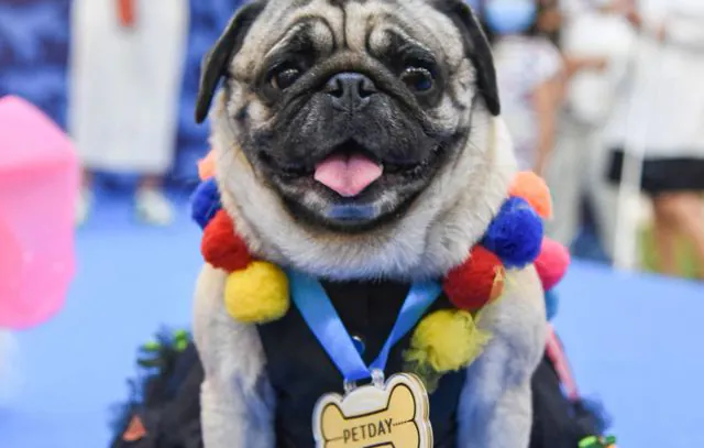 Pátio Higienópolis realiza seu tradicional Pet Day