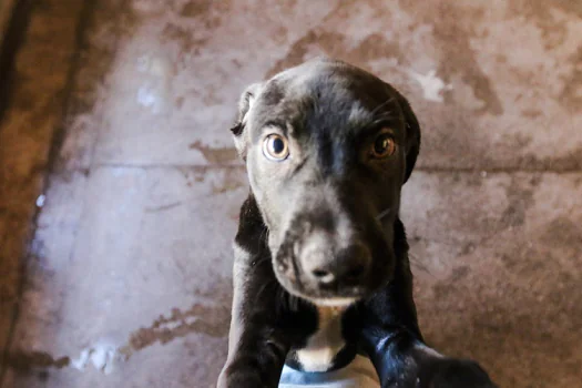 Centro de Controle de Zoonoses de São Bernardo realiza feira de adoção de pets