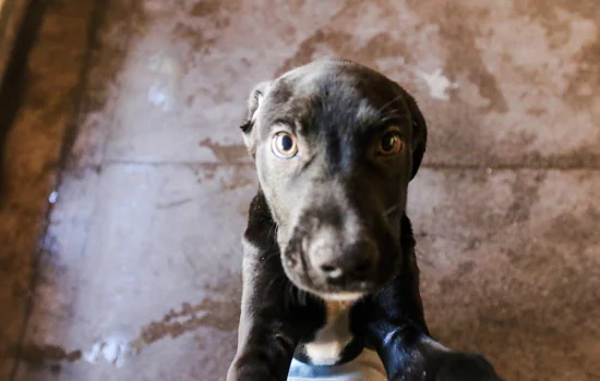 Centro de Controle de Zoonoses de São Bernardo realiza feira de adoção de pets