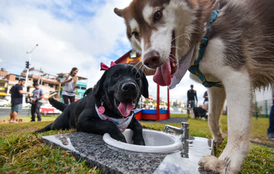 São Caetano poderá ganhar Espaço Animal em novo parque municipal