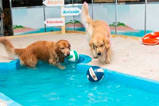 Agilty, Lata's Dog Agility e Recreação