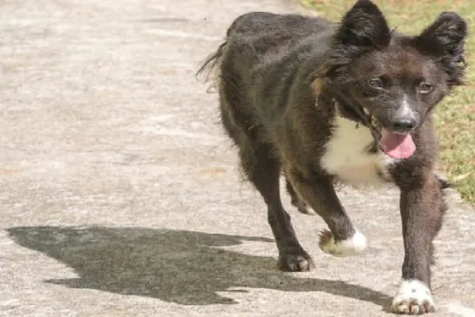 Março Azul Marinho Pet alerta para doenças gastrointestinais em animais de estimação