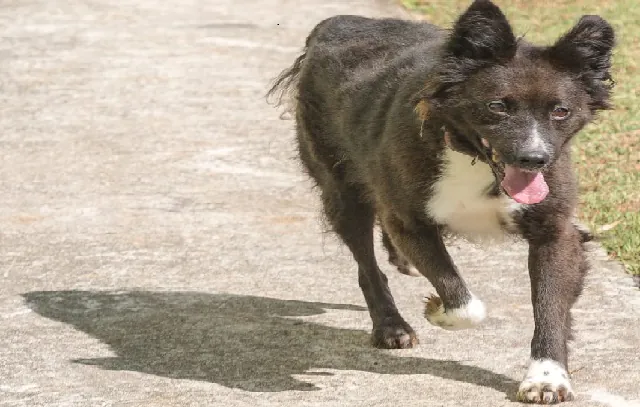 Março Azul Marinho Pet alerta para doenças gastrointestinais em animais de estimação