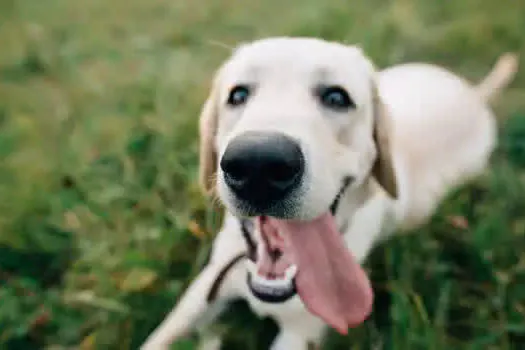 Cuidados com os pets em dias quentes