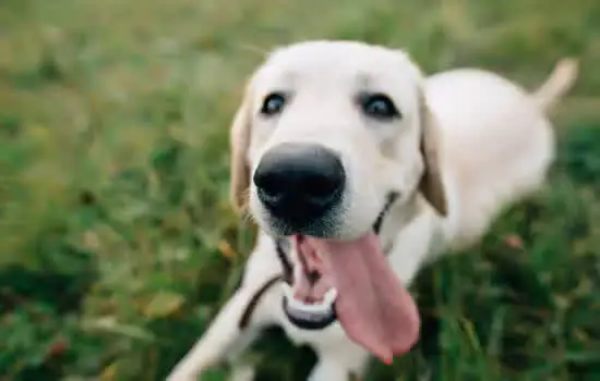 Cuidados com os pets em dias quentes