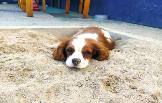 Outubro Rosa: entenda sobre o câncer de mama em pets