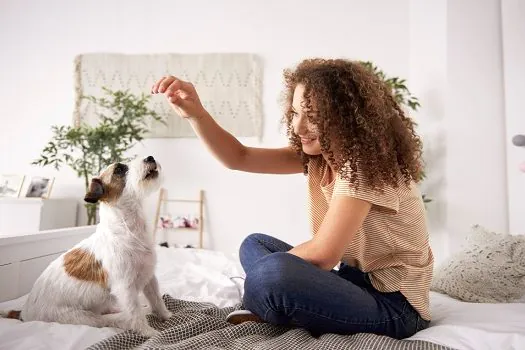 Dicas para inovar nas atividades com o animal de estimação em espaços pequenos