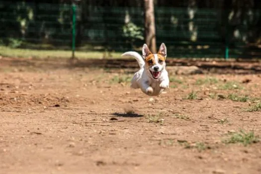 Parque Ibirapuera recebe “A Festa Mais Animal de Todos os Tempos”