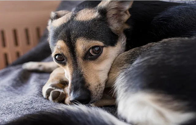 O pet morreu: o que fazer com o corpo do animal?