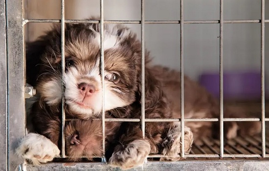 Projeto de Lei proíbe a venda em Pet Shops