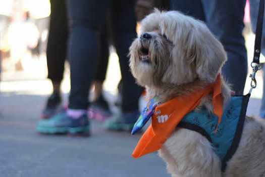 3º Pet´s Day Ribeirão Pires acontecerá no dia 28 de julho