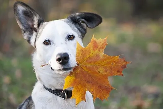 Dicas para diminuir a queda de pelos dos pets durante o outono